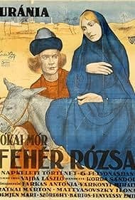 Постер Белая роза